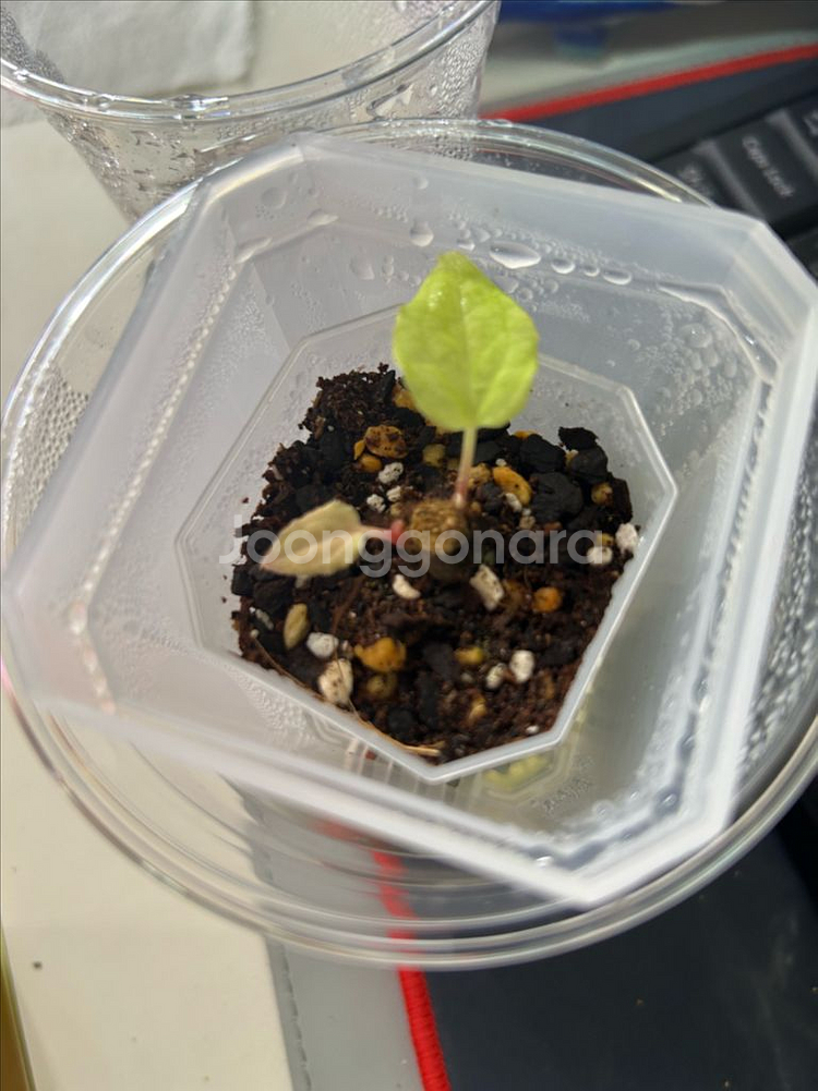 안스리움 bvep(라운드x펠릭스)그랜트--0