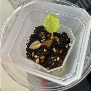 안스리움 bvep(라운드x펠릭스)그랜트