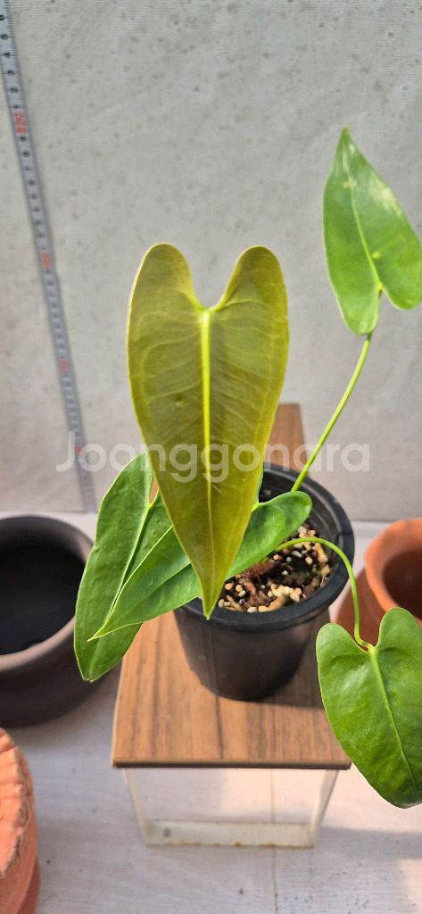 안스리움 롱기씨밀로봄--0