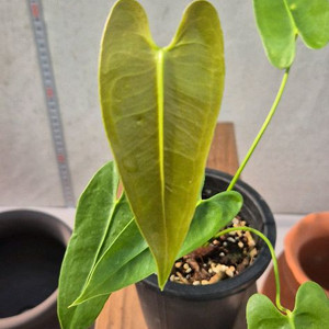 안스리움 롱기씨밀로봄