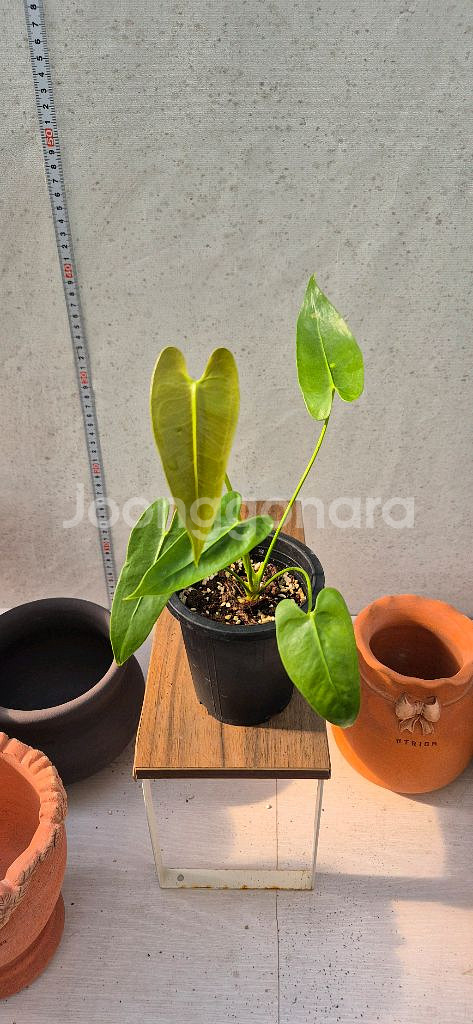 안스리움 롱기씨밀로봄--1