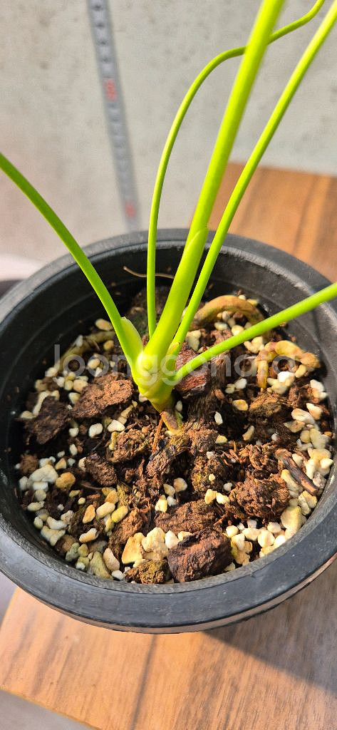 안스리움 롱기씨밀로봄--2