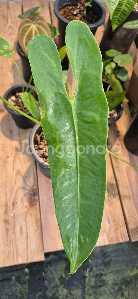 안스리움 롱기씨밀로봄--3