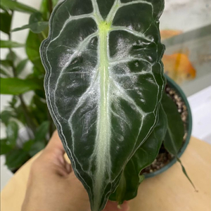 알로카시아 베놈