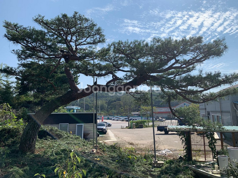 가브리소나무 특수목 조경수--1