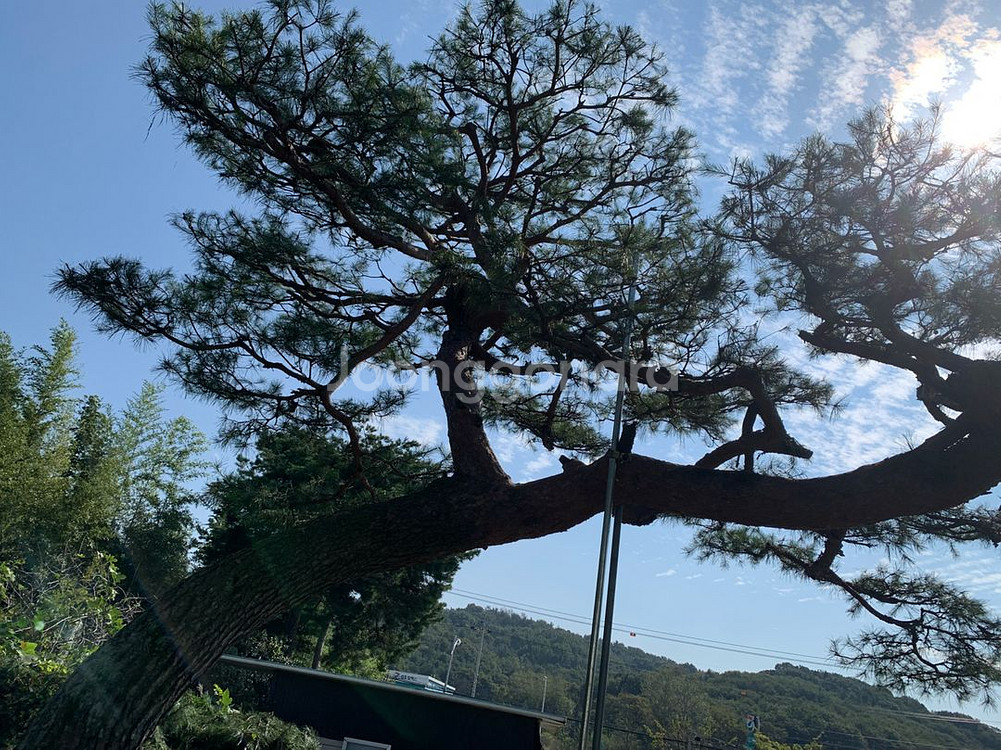 가브리소나무 특수목 조경수--2