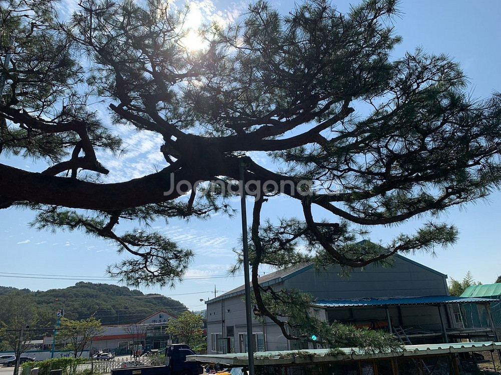 가브리소나무 특수목 조경수--3