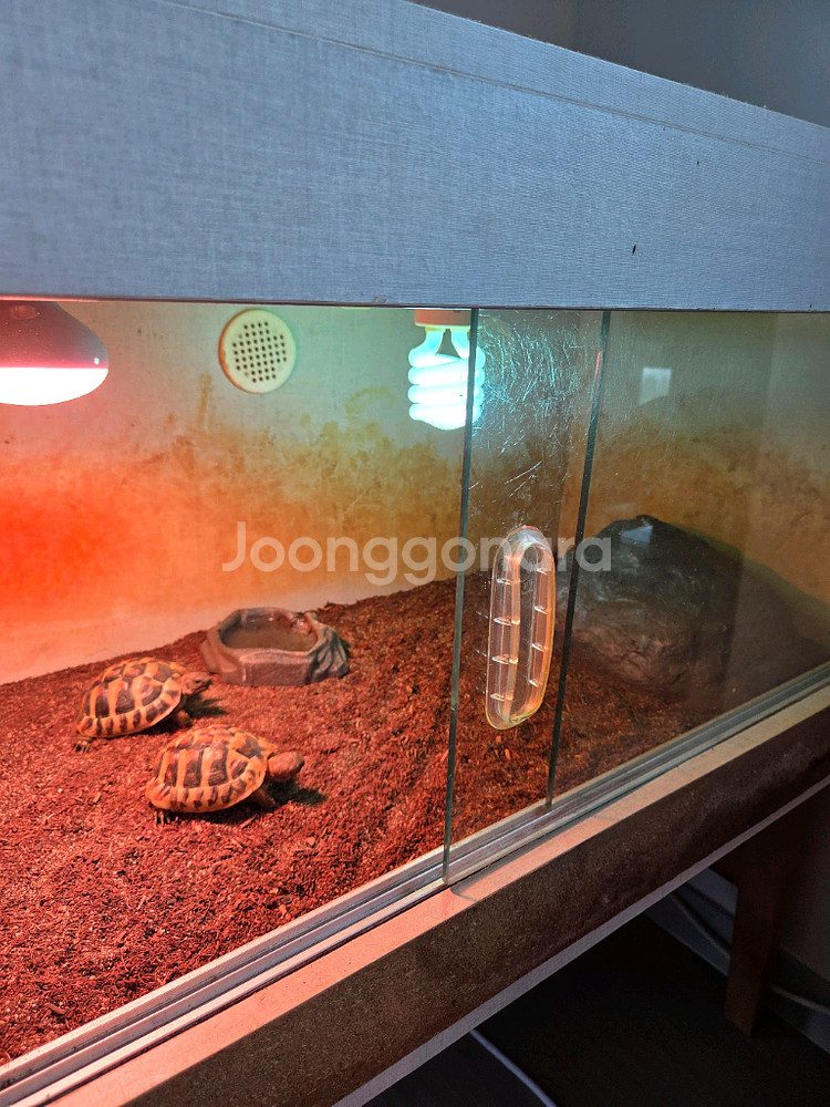 동헤르만 육지 거북이--1