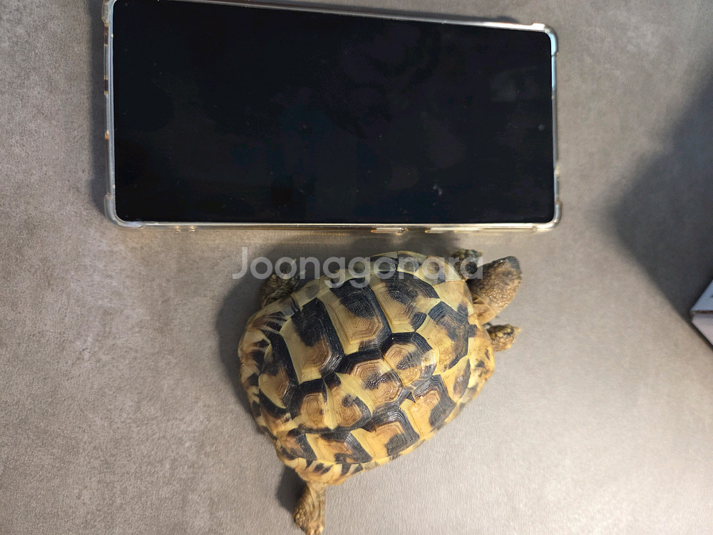 동헤르만 육지 거북이--3
