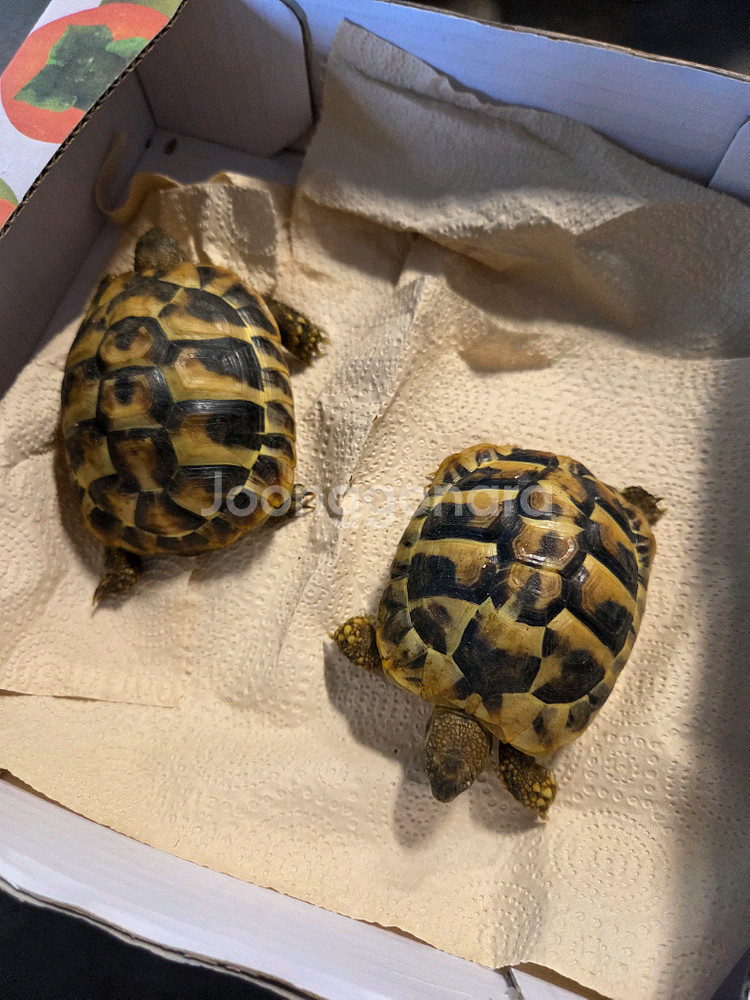 동헤르만 육지 거북이--4