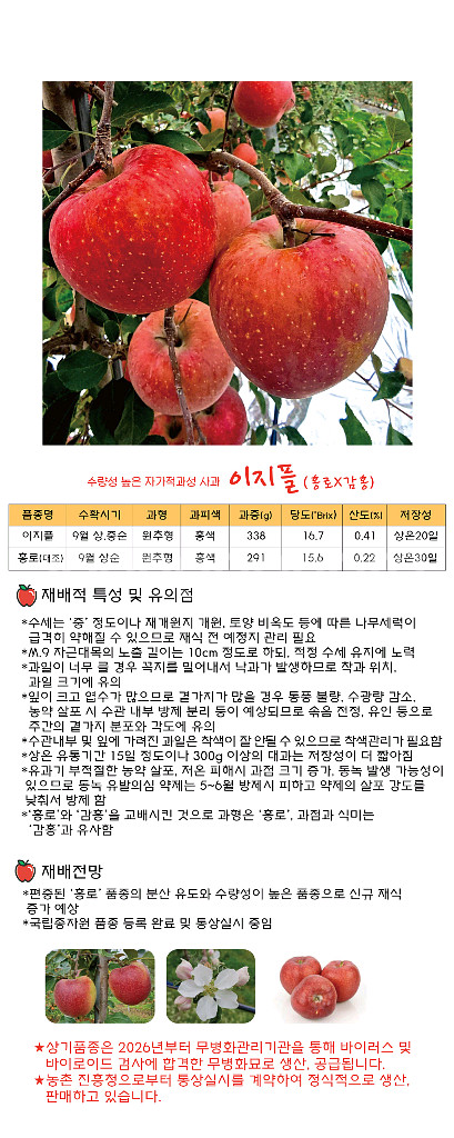 사과이지플 사과묘목--1