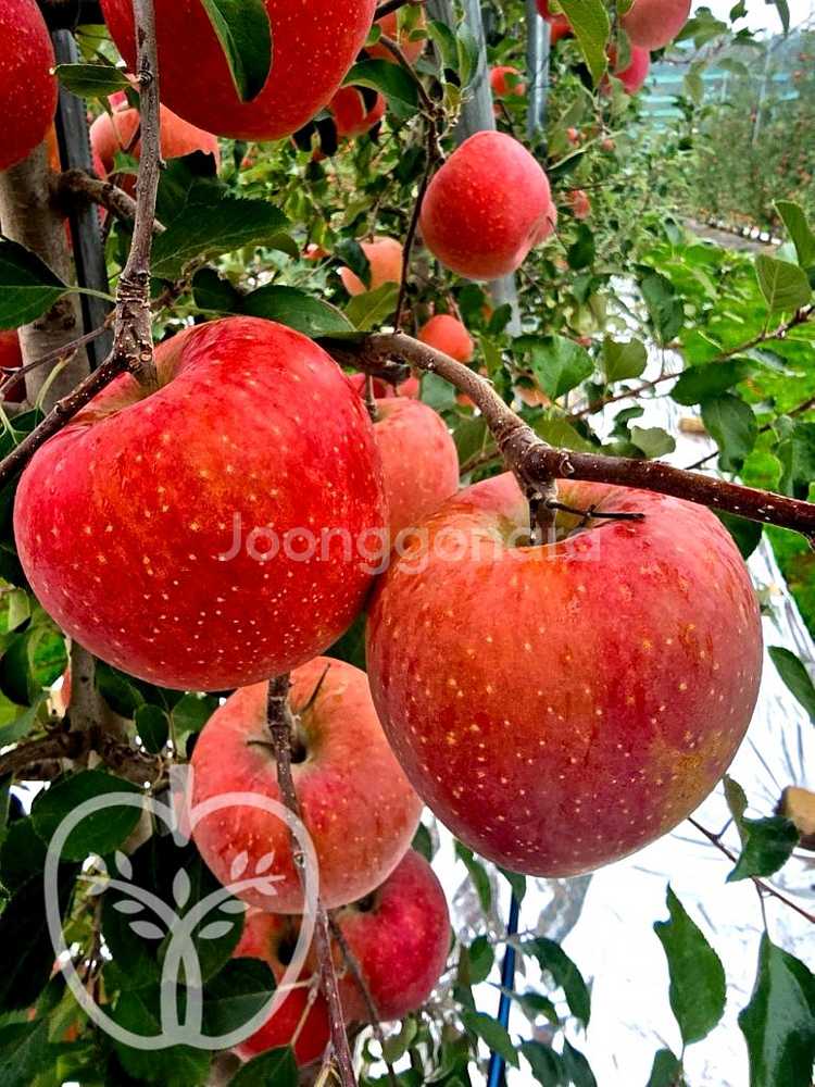 사과이지플 사과묘목--0