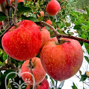 사과이지플 사과묘목