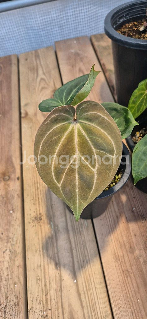 안스리움 캉오브스페이드*레드크리스탈리넘--0