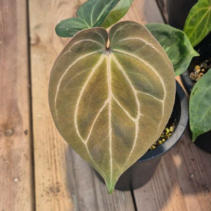 안스리움 캉오브스페이드*레드크리스탈리넘