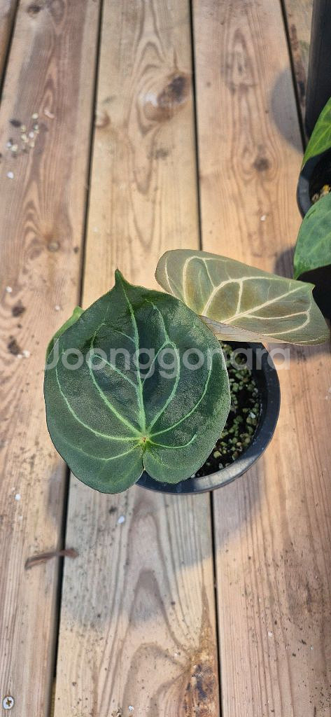 안스리움 캉오브스페이드*레드크리스탈리넘--2