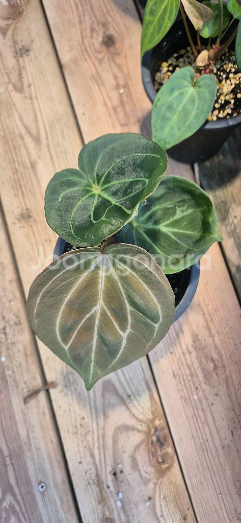 안스리움 캉오브스페이드*레드크리스탈리넘--1