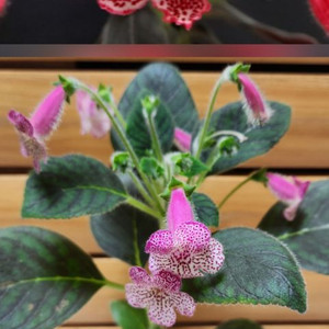 희귀))코레리아 2종.