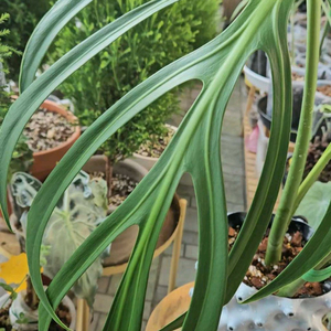 몬스테라 딜라체라타 탑삽수