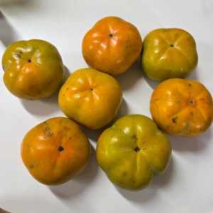 당도높은 가정용단감 10kg 저렴하게 가져가세요^^