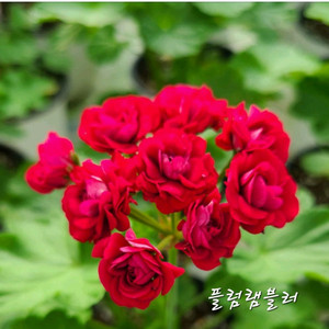플럼램블러