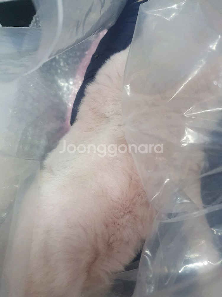 닥스키즈패딩 110--2