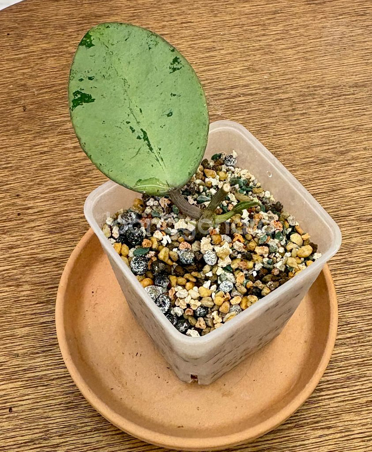 호야 버티실라타 실버달라--0