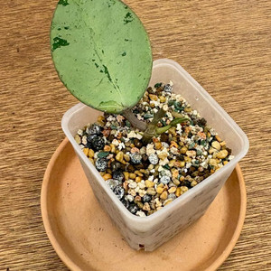 호야 버티실라타 실버달라