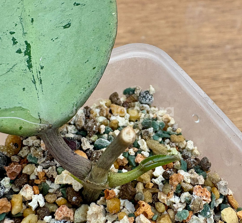 호야 버티실라타 실버달라--2