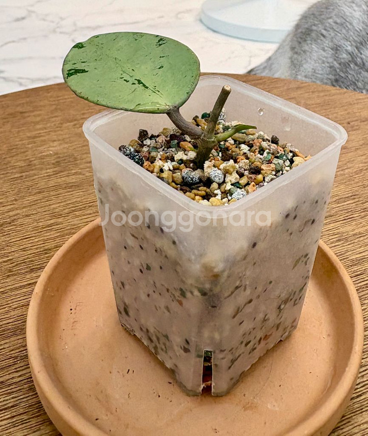 호야 버티실라타 실버달라--1