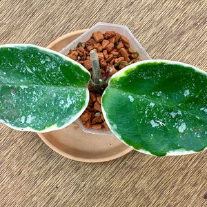 호야 크림슨퀸 스플래쉬