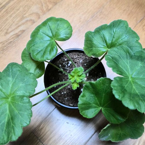 솔베이그 러시아제라늄