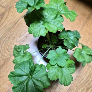 몰타진주웨딩 러시아제라늄