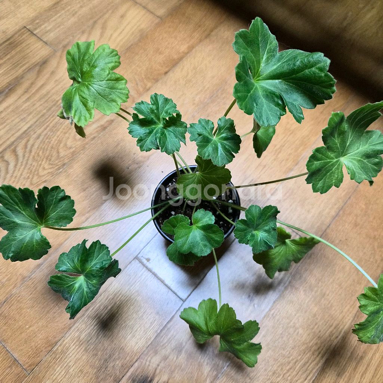 UV비잔티움 러시아 제라늄--0