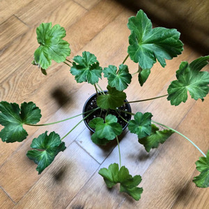 UV비잔티움 러시아 제라늄