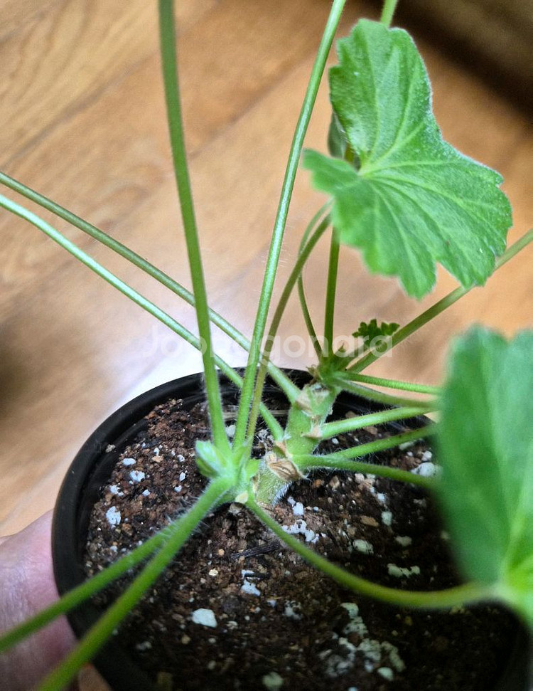 UV비잔티움 러시아 제라늄--1