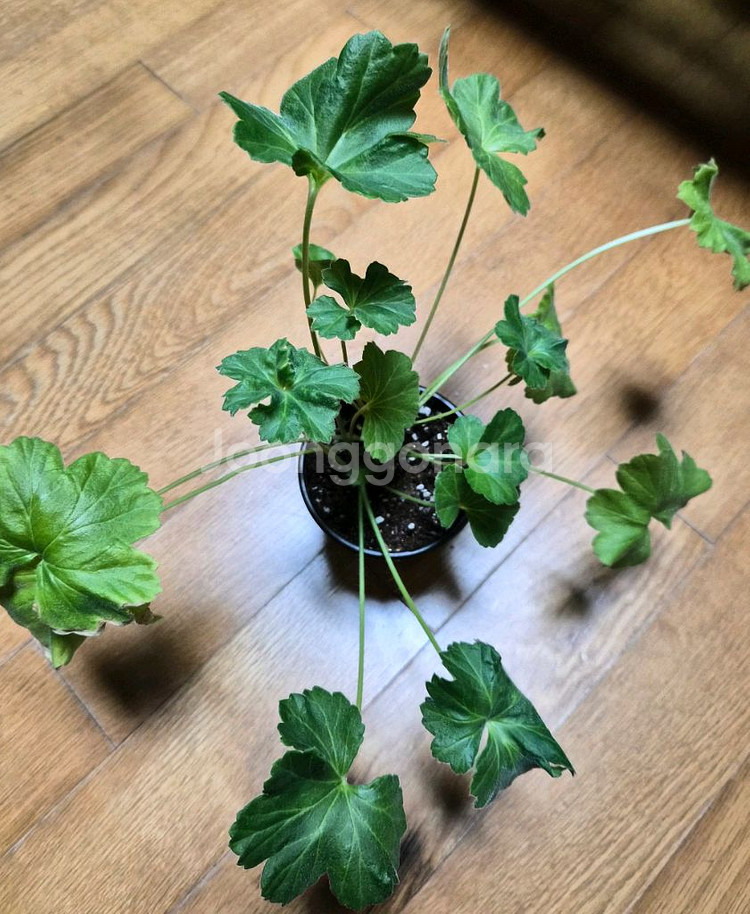 UV비잔티움 러시아 제라늄--2