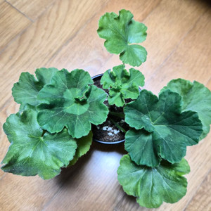 뷰티풀에스더 러시아제라늄