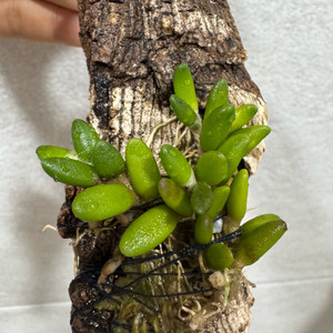 소형난 덴드로비움 리체나스트럼