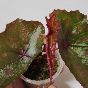 귀한핑크땡땡))베고니아 마람