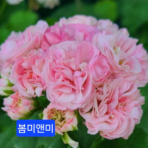 봄미앤미(뽀롱마미님)K제라늄
