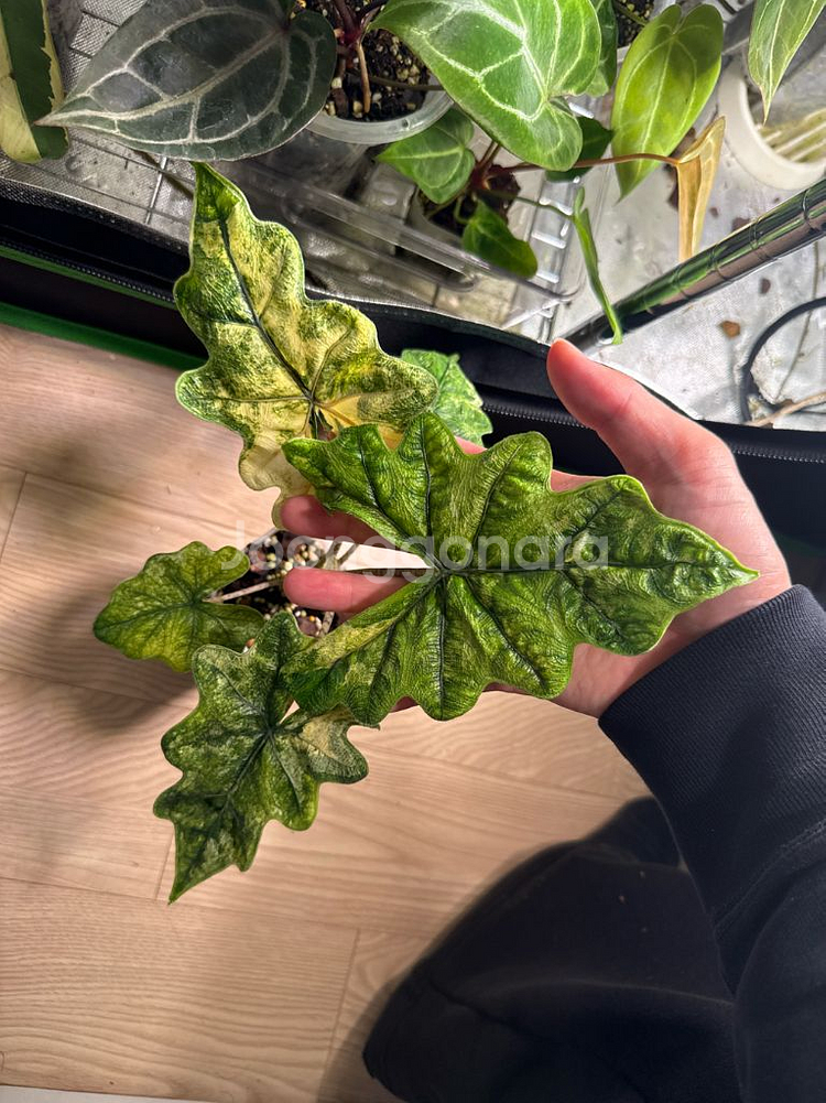 알로카시아 미스틱1번--0