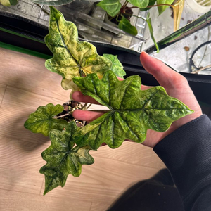 알로카시아 미스틱1번