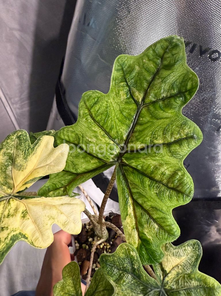 알로카시아 미스틱1번--1