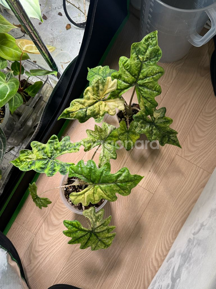 알로카시아 미스틱1번--3