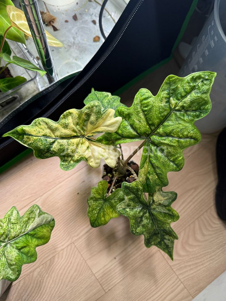 알로카시아 미스틱1번--2