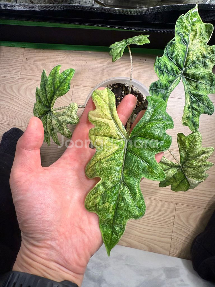 알로카시아 미스틱2번--0