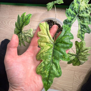 알로카시아 미스틱2번