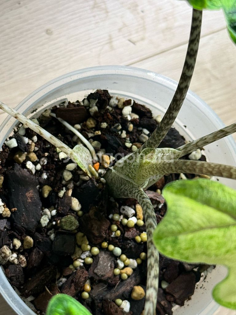 알로카시아 미스틱2번--2