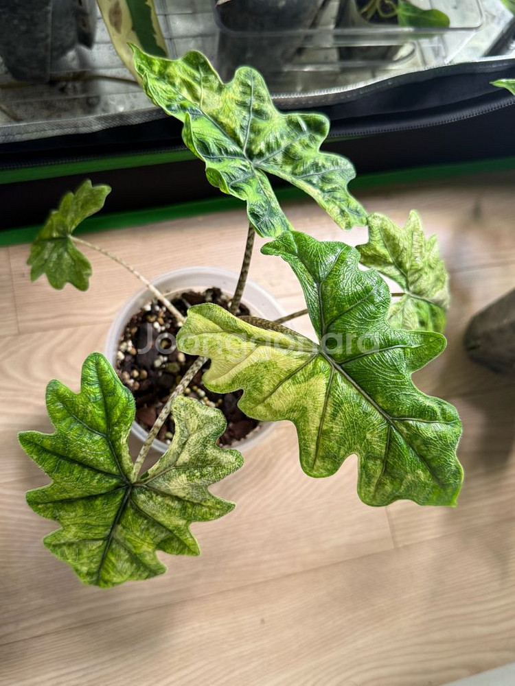 알로카시아 미스틱2번--1